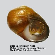 Littorina obtusata (f) fusca